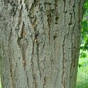 Tilia americana ecorce